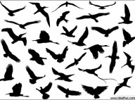 flying_birds